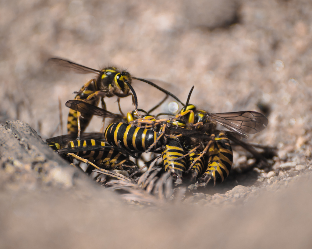 Southern Yellowjacket Queen - Vespula squamosa 