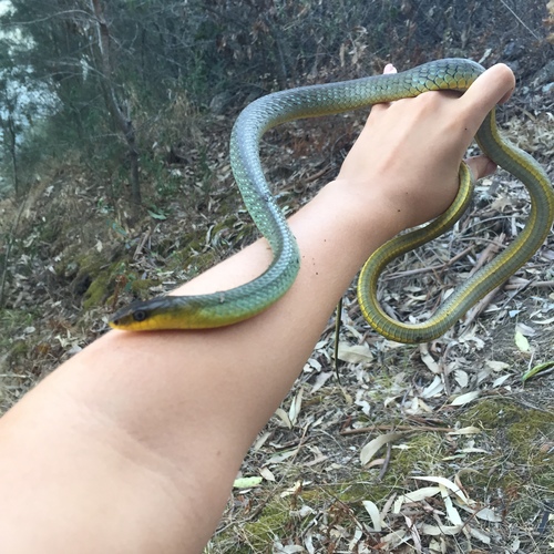Common Tree Snake sighting