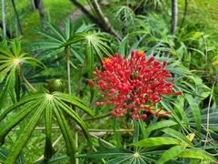 Jatropha multifida image