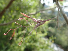 Epidendrum vincentinum image