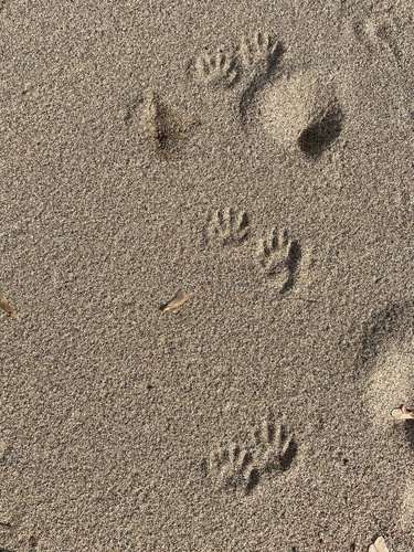 Raccoon Tracks – NatureTracking