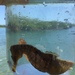 Observation photo