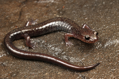 Plethodon nettingi Green, 1938