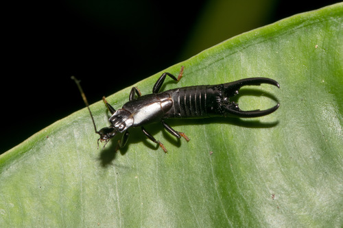 Chelisoches morio (Fabricius, 1775)