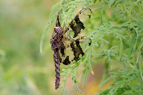 Filigree Skimmer