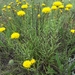 Button Wrinklewort - Photo (c) CNP Staff, all rights reserved, uploaded by CNP Staff