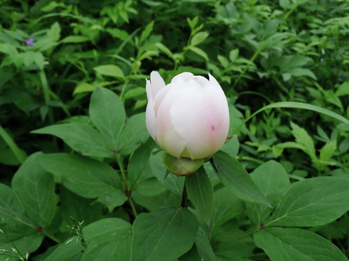 Chinese peony