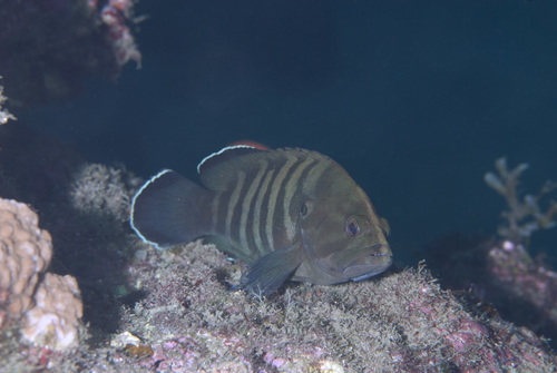 Chocolate Grouper