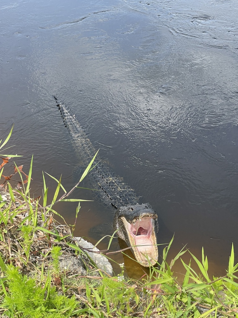 American Alligator from Depot Park, Gainesville, FL, US on May 31, 2023 at 0359 PM by Alexa