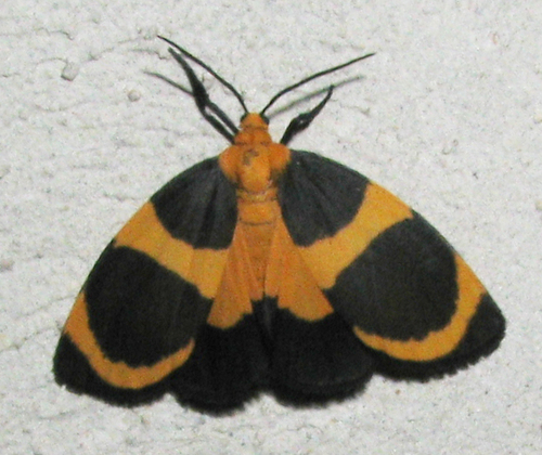 Eudesmia menea