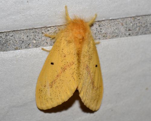 Nygmia plana Walker, 1856