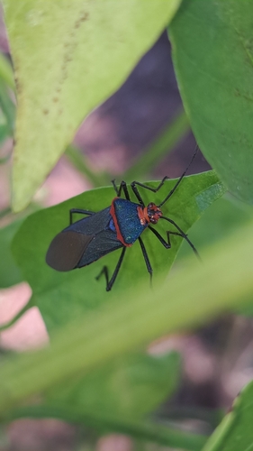 Sphictyrtus chrysis
