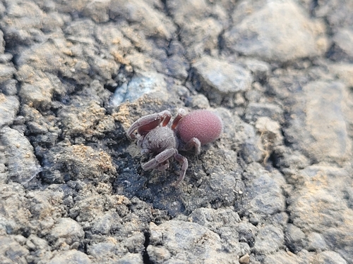 Palpimanus cyprius