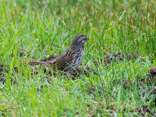 iNaturalist observation photo of Song Sparrow