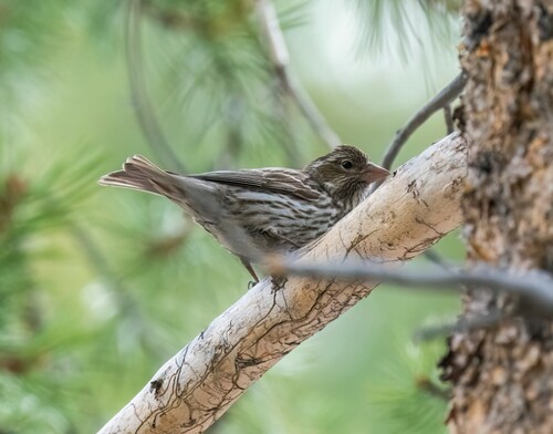 iNaturalist observation photo of Cassin's Finch