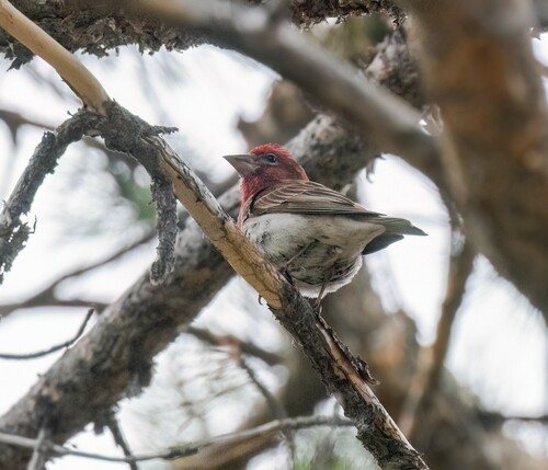 iNaturalist observation photo of Cassin's Finch