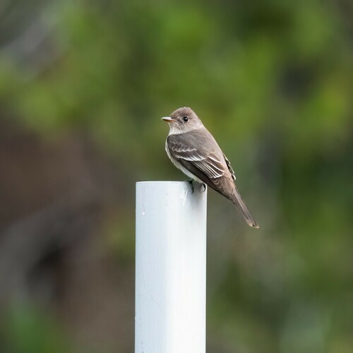 iNaturalist observation photo of Western Wood-Pewee