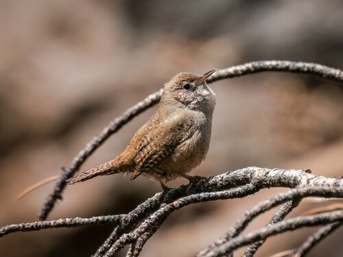 iNaturalist observation photo of Northern House Wren