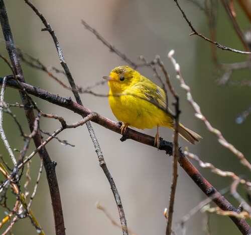 iNaturalist observation photo of Wilson's Warbler