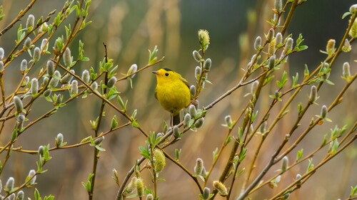iNaturalist observation photo of Wilson's Warbler