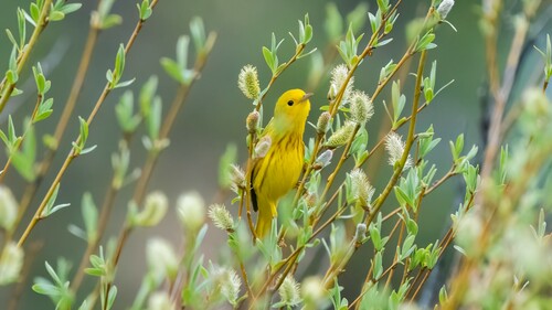 iNaturalist observation photo of Northern Yellow Warbler