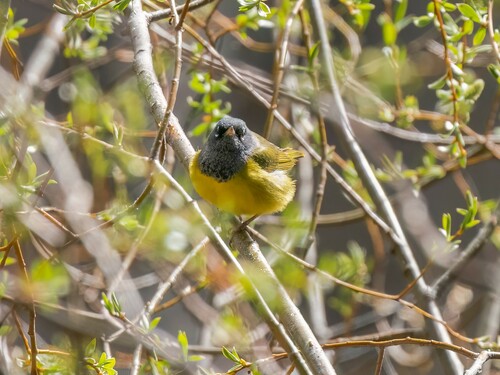 iNaturalist observation photo of MacGillivray's Warbler