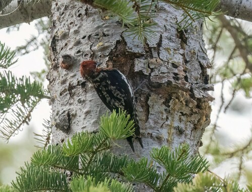 iNaturalist observation photo of Red-breasted Sapsucker
