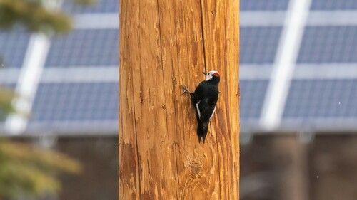 iNaturalist observation photo of White-headed Woodpecker