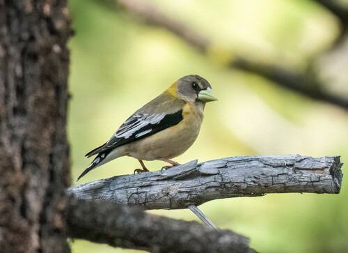 iNaturalist observation photo of Evening Grosbeak