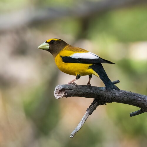 iNaturalist observation photo of Evening Grosbeak