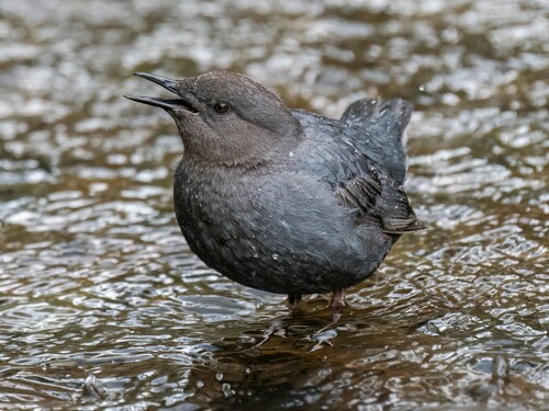 iNaturalist observation photo of American Dipper