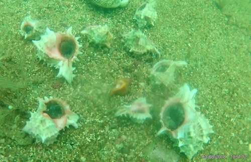 Pink-mouthed Murex