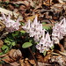 Corydalis repens - Photo (c) snv2, all rights reserved, uploaded by snv2
