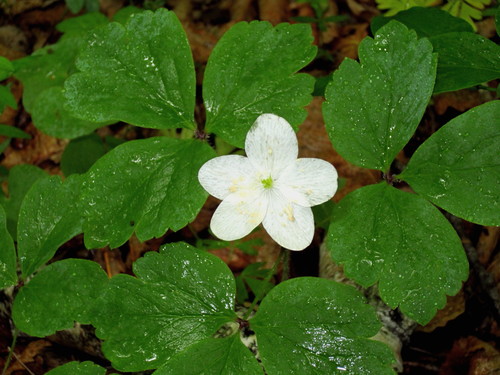 Anemone udensis