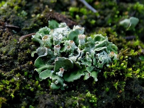 Cladonia firma
