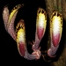 Aristolochia cauliflora - Photo (c) Marcos Silveira, todos os direitos reservados, uploaded by Marcos Silveira