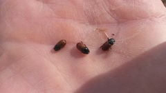 Aphodius fimetarius image