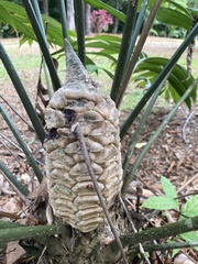 Zamia fairchildiana image