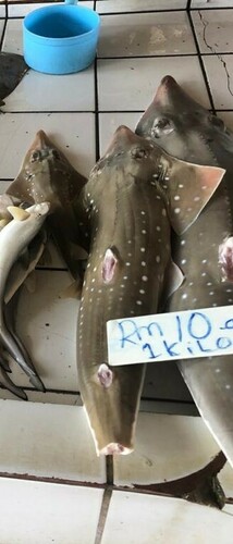 Whitespotted Guitarfish