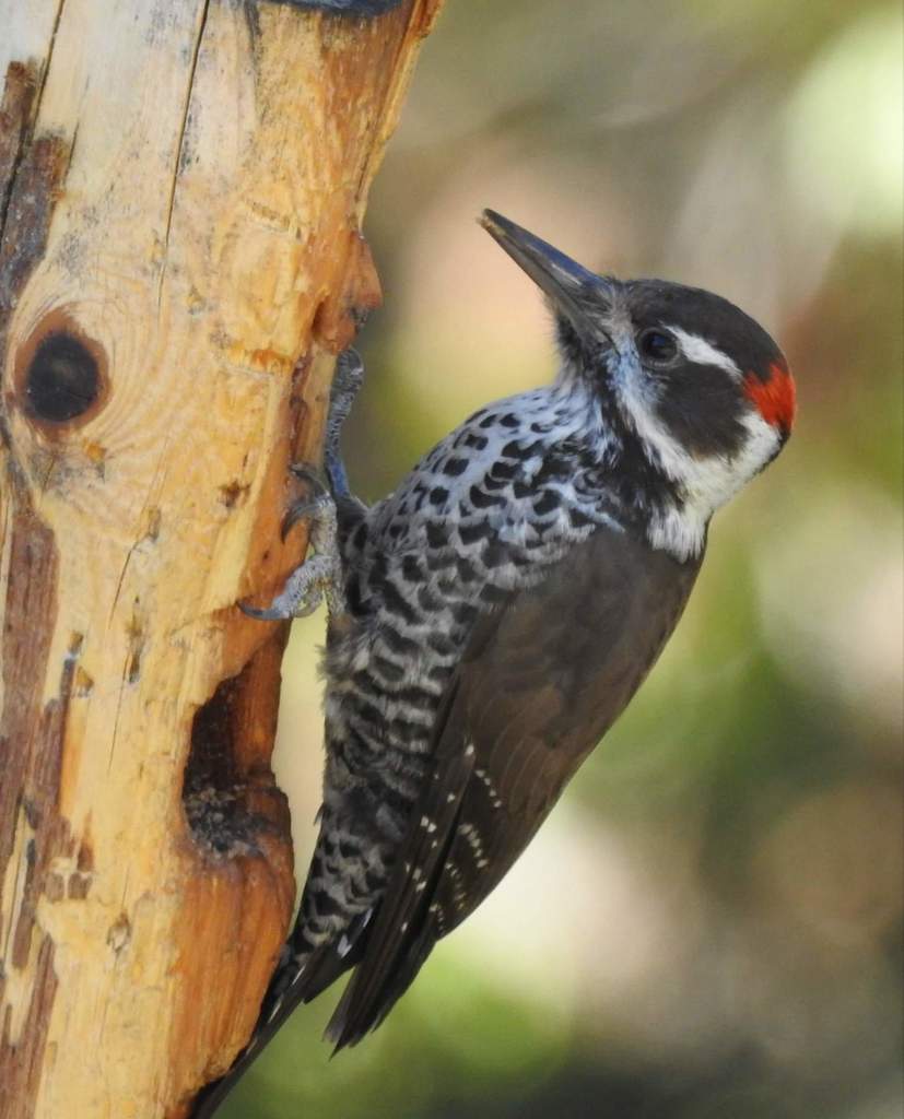 Arizona Woodpecker (Leuconotopicus arizonae) photo