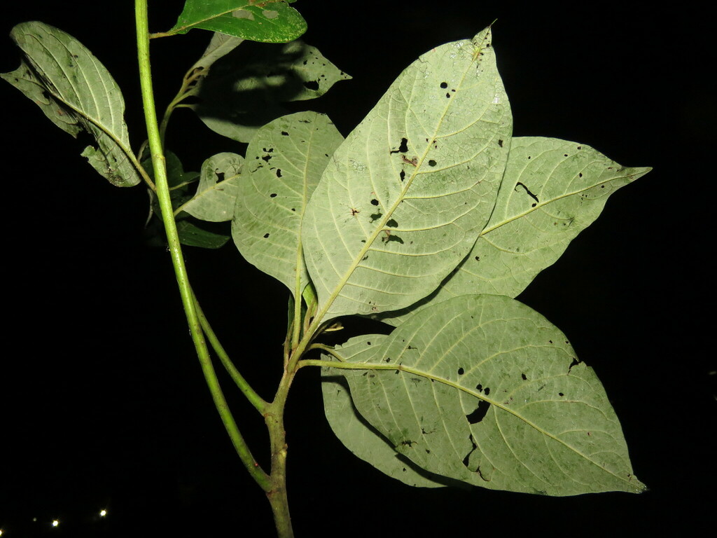 discolor from Lago Agrio, Ecuador on January 17, 2023 at 10