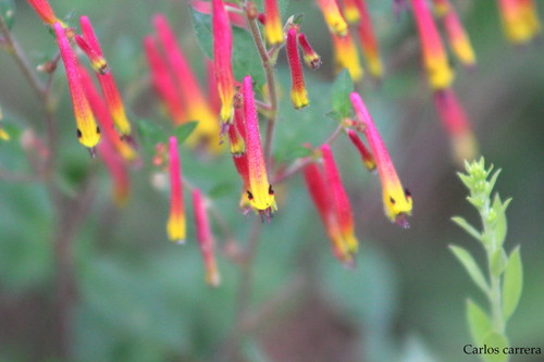 Cuphea cyanea