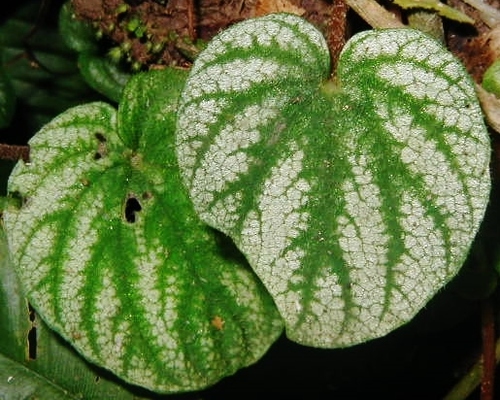 Peperomia ripicola