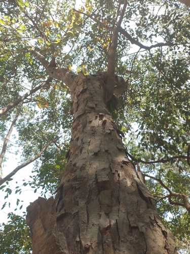 Bread nut (Brosimum alicastrum)