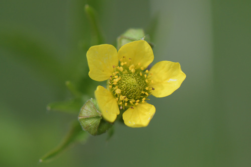 Plaukuotoji žiognagė nuotrauka