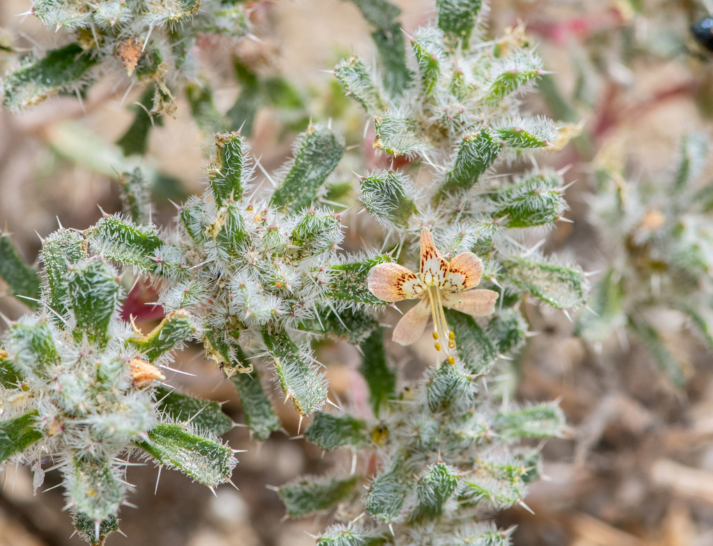 desert calico from Palmdale, CA, USA on June 10, 2023 at 0956 AM by