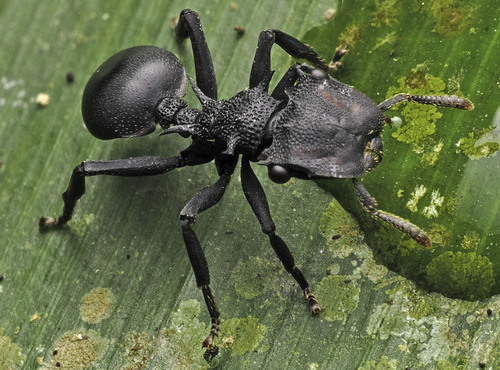 Cephalotes placidusCephalotes placidus