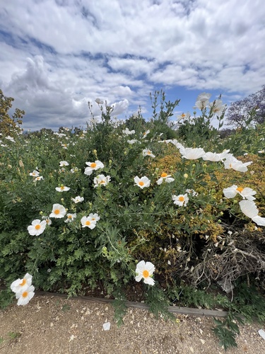 iNaturalist observation photo of Coulter's matilija poppy