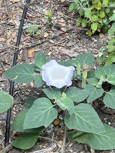 iNaturalist observation photo of Sacred Datura