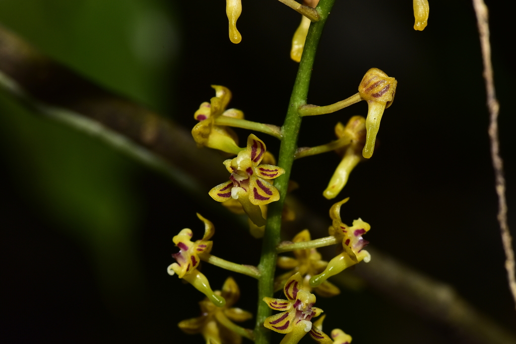 Robiquetia vietnamensis (Robiquetia vietnamensis)